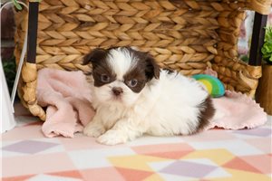 Judy - Shih Tzu for sale