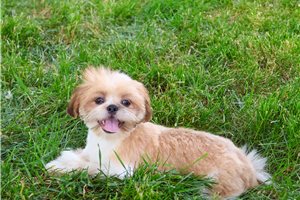 Kingston - puppy for sale