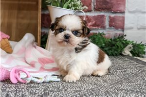Odette - puppy for sale