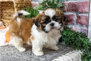 Quinton - puppy for sale