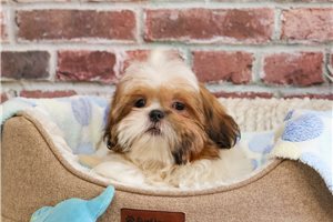 Dante - Shih Tzu for sale