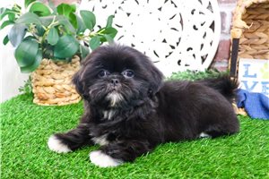 Isaac - puppy for sale
