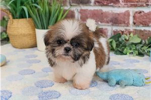 Ham - puppy for sale