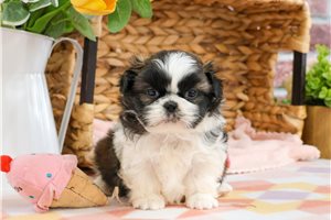 Jessica - puppy for sale