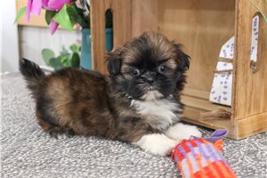 Misty - puppy for sale