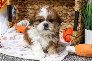 Qwigley - puppy for sale