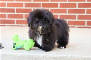 Iker - puppy for sale