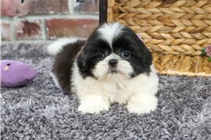 Zelda - puppy for sale