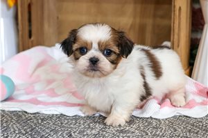 Olivia - puppy for sale