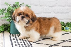 Kingston - Shih Tzu for sale