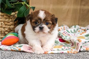 Gypsy - Shih Tzu for sale