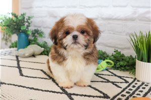 Kevin - Shih Tzu for sale