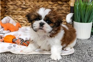 Queenie - Shih Tzu for sale