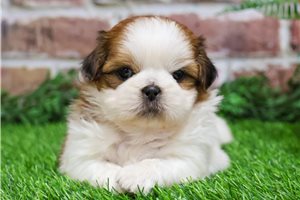 Denzel - puppy for sale