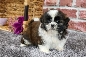 Zara - Shih Tzu for sale