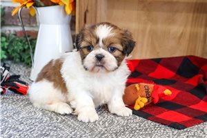 Otis - puppy for sale
