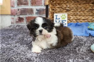 Zachariah - puppy for sale