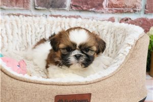 Kehlani - puppy for sale