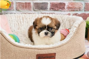 Katherine - puppy for sale