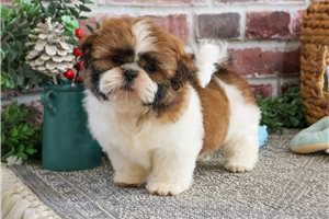 Tywin - Shih Tzu for sale