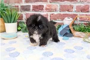 Hayes - puppy for sale
