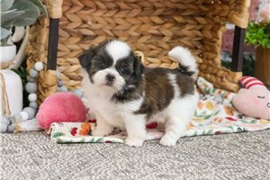 Ivy - puppy for sale