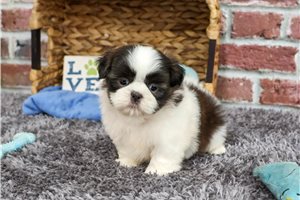 Zane - puppy for sale