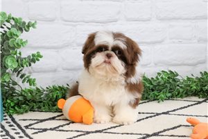 Kennedy - Shih Tzu for sale
