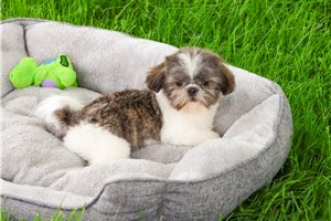 Bean - Shih Tzu for sale