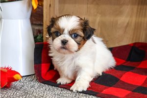 Orion - Shih Tzu for sale