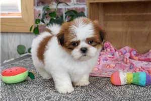 Ophelia - puppy for sale