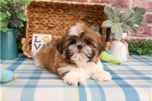 Timon - Shih Tzu for sale