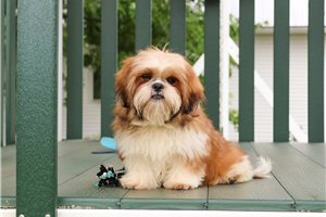Stitch - Shih Tzu for sale