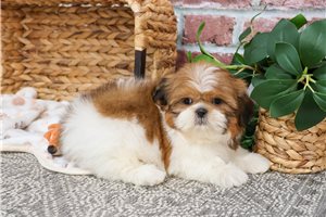 Dodger - puppy for sale