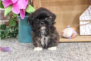 Mona - Shih Tzu for sale