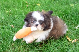 Zachariah - Shih Tzu for sale