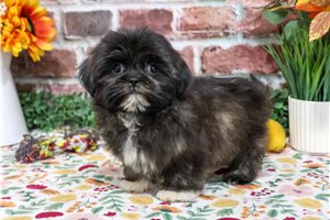 Mona - Shih Tzu for sale