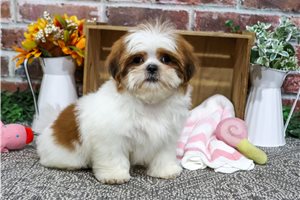 Ophelia - Shih Tzu for sale