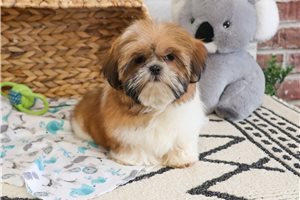 Timon - Shih Tzu for sale