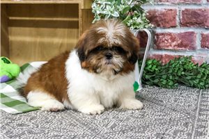 Ollie - Shih Tzu for sale