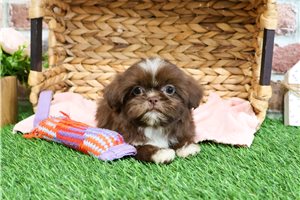 Isabella - puppy for sale