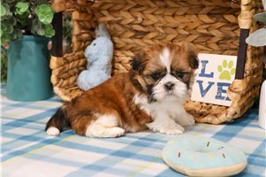 Stitch - Shih Tzu for sale