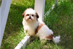 Kylie - Shih Tzu for sale