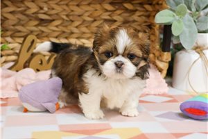 Lilo - puppy for sale