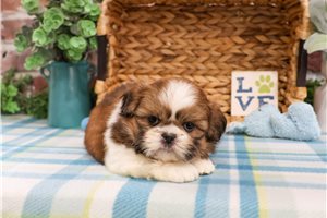 Kevin - puppy for sale