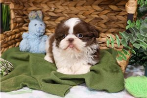 Kennedy - Shih Tzu for sale