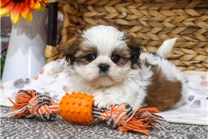 Quincy - puppy for sale