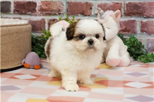 Kylie - Shih Tzu for sale