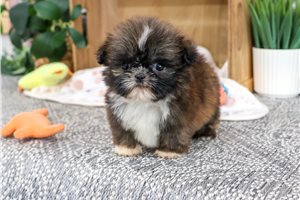 Mortimer - Shih Tzu for sale