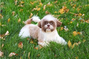 Isaiah - Shih Tzu for sale